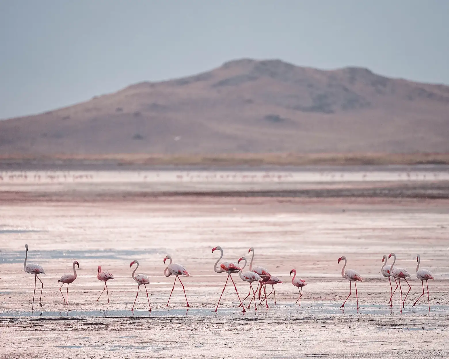 Flamingoja Natronjärven rannalla. Kuva: Altezza Travelin arkisto