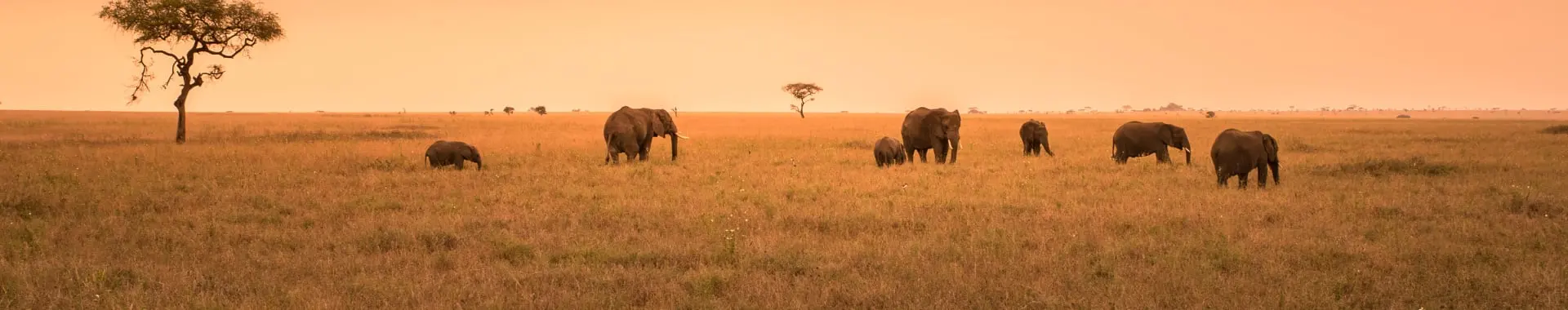 Nyereren kansallispuisto (Selous)