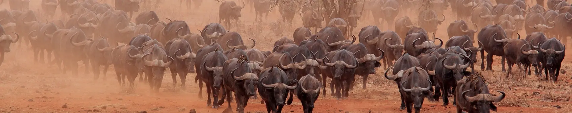 Afrikan puhveli