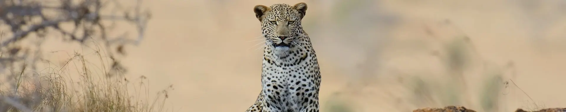 Afrikan leopardit