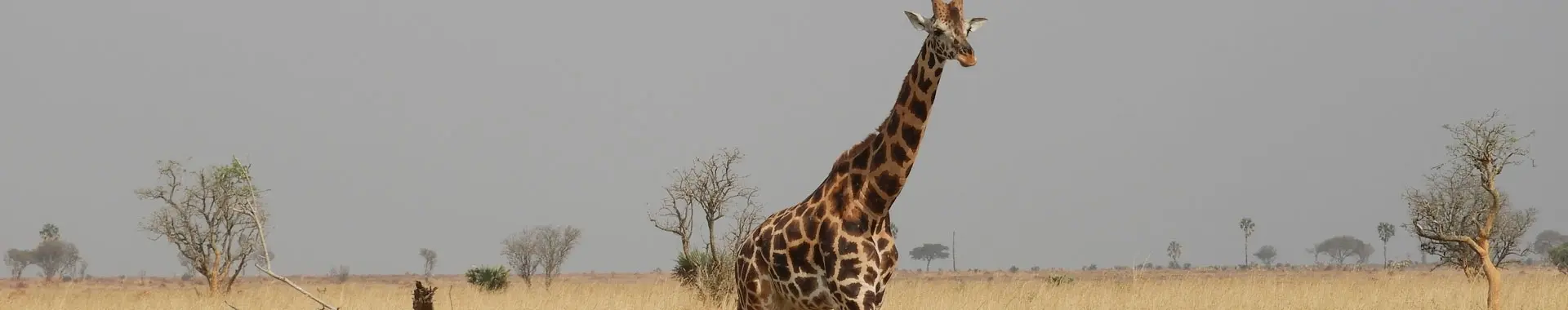 Afrikan kirahvi