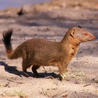 Mangusti