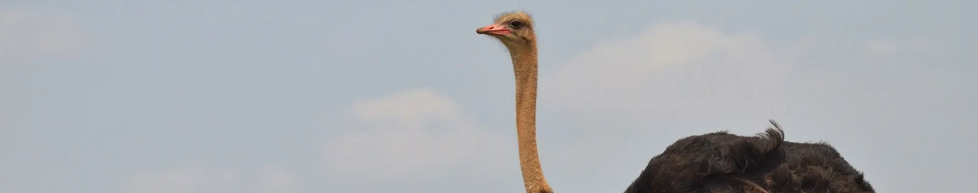 Afrikan strutsi
