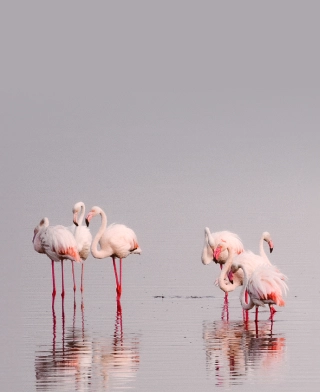Manyara-järvi