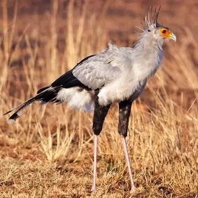 Sihteerilintu