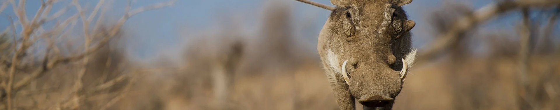 Afrikan pahkasika