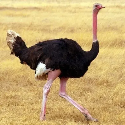 Strutsi