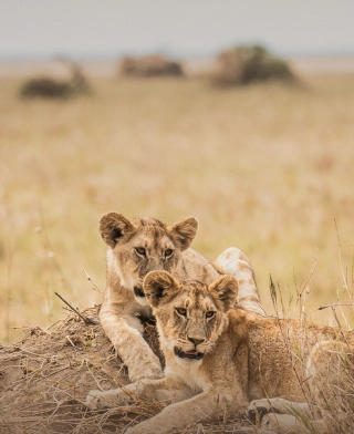 Nyereren kansallispuisto (Selous)