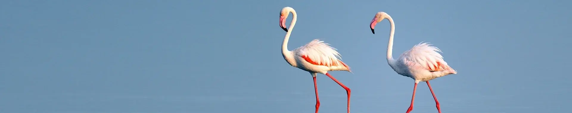 Afrikan flamingo