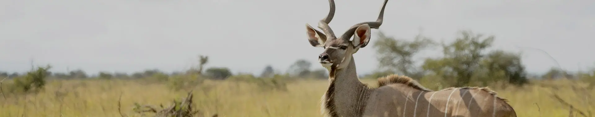 Afrikan kuduantilooppi