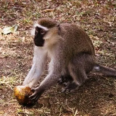 Vihermarakatti